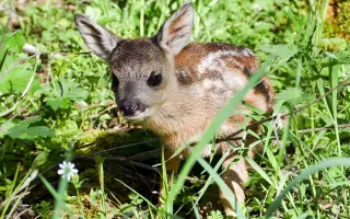 Každé ráno rozhoduje o živote srnčiat - pomôžte nám ich nájsť včas