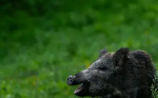 Pomôžte mi zachytiť divoké Slovensko - Na hrane rúbane