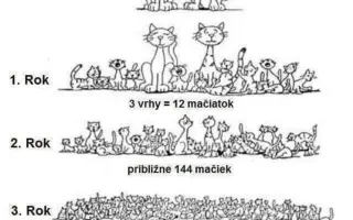 Podporte kastračnú akciu zameranú na vonkajšie túlavé mačky a kocúrov🐾