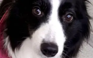 Pomôžte Sindy znovu behať a žiť bez bolesti. Posledná operácia splní náš sen 🙏