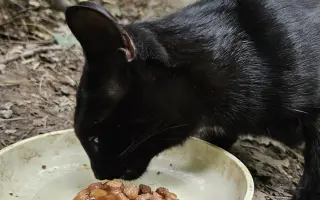 Pomôžme Gabriele nakŕmiť a vykastrovať mačacích kamarátov