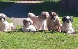 Pomôžte našim chorým senior psíkom - OZ pomoc psíkom Shih-tzu