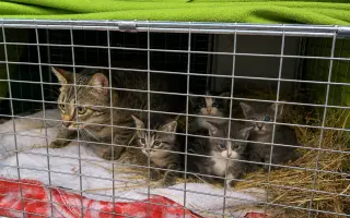 Pomôžte Bridget Mačičkovej vyrovnať veterinárny účet  a ďalej pomáhať mačičkám