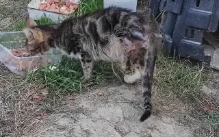Pomôžme zranenému kocúrikovi postaviť sa opäť na labky