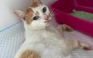 Dočká sa hendikepovaná mačička Yuki a ostatné mačky v núdzi nevyhnutnej pomoci?
