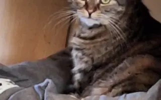 Pomôžme Marcele naplniť misky 27 mačičkám