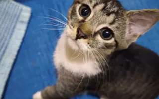 Maxík potrebuje vyšetrenia v Neurovet Trenčín. Pomôžme mu ich zabezpečiť.