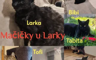Pomôžme Mačičkám u Larky zvládnuť náročné obdobie
