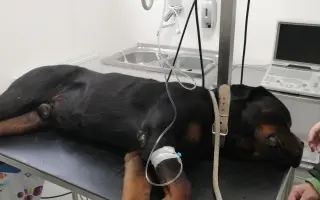 Darujme Crisovi šancu na život bez bolesti