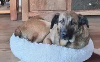 Pomôžme Jessiemu opäť sa postaviť na labky bez bolessti Pomôžme Jessiemu opäť sa postaviť na labky bez bolessti