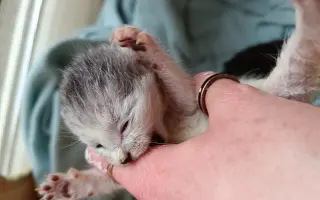 Postavme do zimy útočisko pre mačacích dochrámančekov z OZ Mačoz