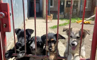 Zlepšime spoločne podmienky pre psíkov v útulku Šťastné labky