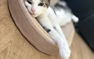 Pomôžme Tommymu so zlomenou labkou