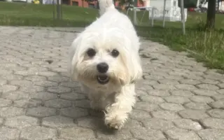 Pomohli ste Sendy bojovať o labku a pokračovať v liečbe
