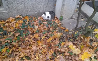 Pomôžme kocúrikovi Chlapcovi konečne voľne dýchať