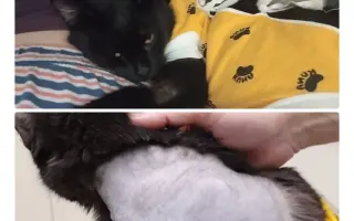 Pomôžme tam, kde by mačičky bez nás neprežili