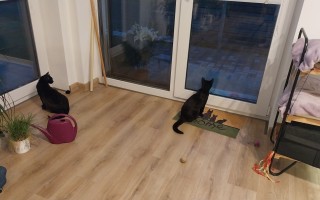 Pomôžte nám zachrániť Picurku, statočnú bojovníčku s FIP