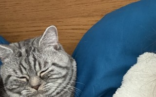 Pomôžte kocúrikovi v ohrození života s liečbou choroby