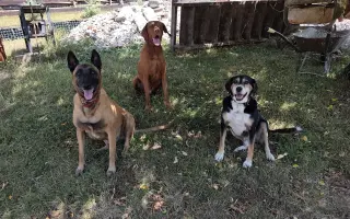 Zachráňme Dobbyho - pomôžme mu s liečbou mastocytózy