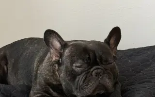 Pomôžme Hugovi postaviť sa na nohy po operácii