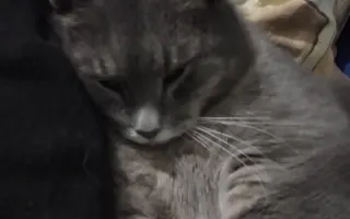 Pomôžme kocúrikovi Murovi (Tučkovi) poraziť FIP