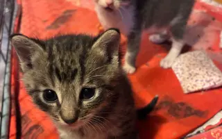 Pomôžte Bridget Mačičkovej vyrovnať veterinárny účet  a ďalej pomáhať mačičkám