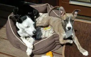 Pomôžme hendikepovanej fenke Freyuške