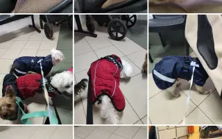 Pomôžme psím seniorom u Ivetky