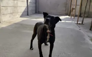 Psíkovia z Útulku Piešťany potrebujú nové koterce - pomôžme im ich zabezpečiť