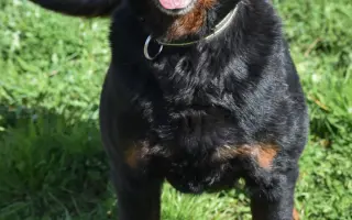 Pomôžte nám - k odkúpeniu raja pre OZ Záchranná stanica ANIMAL chýba ešte kúsok!