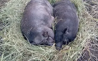 Chýba už len kúsok. Pomôžte nám presťahovať Azyl pre prasiatka a králiky.