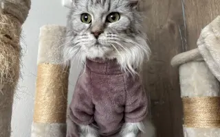 Pomôžme staršej mačičke Kikke - nech sa môže znova voľne nadýchnuť