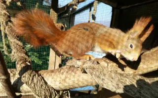 Pomôžte s rekonštrukciou záchrannej stanice pre veveričky