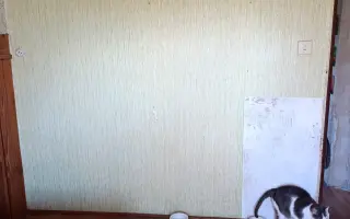 Pomohli ste zrekonštruovať azyl pre hendikepované a zachránené mačky