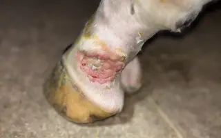 Pomôžte nášmu koníkovi Armanimu postaviť sa späť na nohy