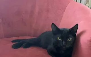 Pomôžte Luciferkovi znovu chodiť