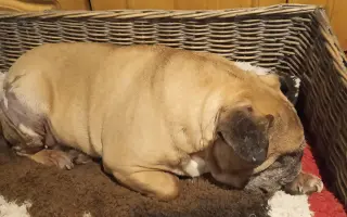 Pomôžte našim chorým senior psíkom - OZ pomoc psíkom Shih-tzu