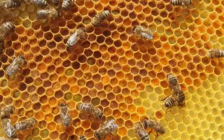 Druhá šanca pre včely | pomôžte mi vytvoriť špeciálnu Karanténnu včelnicu