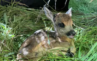 Zachráňme srnčatá pred kosbou!