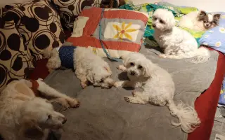 Pomôžme psím seniorom u Ivetky