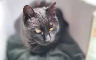 Pomôžme mačičke Černici zbaviť sa bolesti