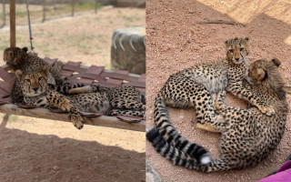 Aj vy môžete pomôcť gepardom v ich behu za lepším životom!