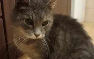 Pomôžme kocúrikovi Murovi (Tučkovi) poraziť FIP