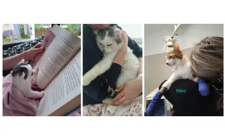 Pomôžme OZ Uličníci postaviť voliéru pre zachránené mačky z ulice