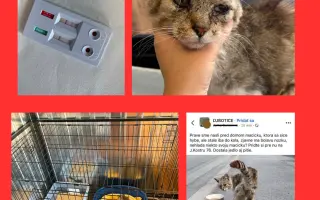 Pomôžte nám vytvoriť bezpečné miesto pre prijímanie nových zvierat do opatery