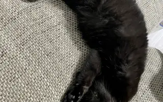 Zachráňme mačičky v Handlovej - bez vás to nepôjde