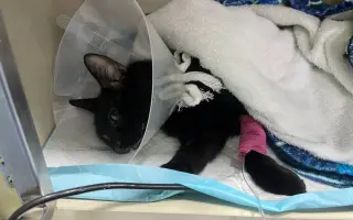 Pomôžme Oggynkovi získať peniaze na liečbu