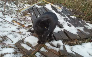 Dajme pouličným kocúrikom šancu prežiť zimu v zdraví