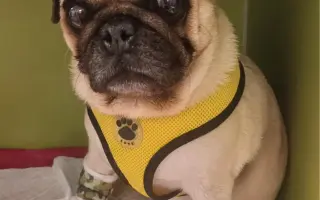 Pomohli ste Boženke a mopsím seniorom z MOPS v núdzi