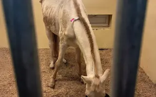 Pomôžme kobyle Kami v boji o život